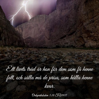 Picture 03 - Ordspråksboken 3:18 SV1917 - Ett livets träd är hon för dem som få henne - Bible Verse Picture
