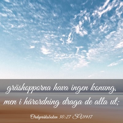 Picture 03 - Ordspråksboken 30:27 SV1917 - gräshopporna hava ingen konung, men i - Bible Verse Picture