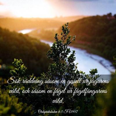 Picture 03 - Ordspråksboken 6:5 SV1917 - Sök räddning såsom en gasell ur jägarens - Bible Verse Picture