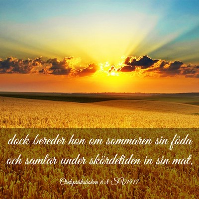 Picture 03 - Ordspråksboken 6:8 SV1917 - dock bereder hon om sommaren sin föda och samlar - Bible Verse Picture