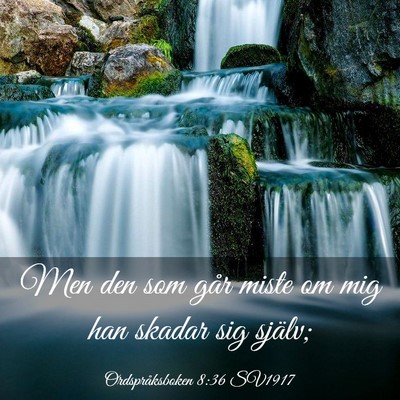 Picture 03 - Ordspråksboken 8:36 SV1917 - Men den som går miste om mig han skadar sig - Bible Verse Picture