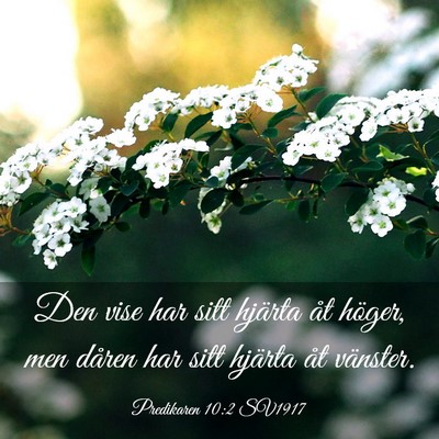 Picture 03 - Predikaren 10:2 SV1917 - Den vise har sitt hjärta åt höger, men dåren - Bible Verse Picture