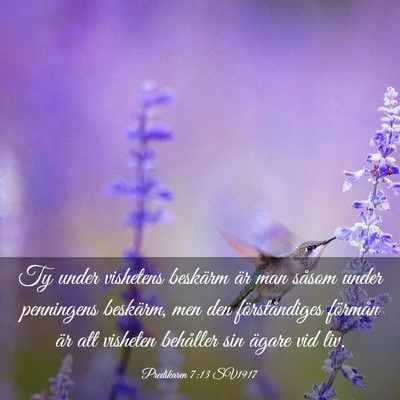 Picture 03 - Predikaren 7:13 SV1917 - Ty under vishetens beskärm är man såsom under - Bible Verse Picture
