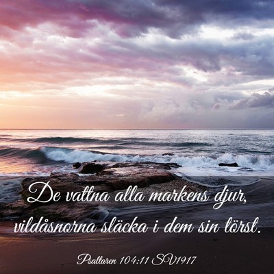 Picture 03 - Psaltaren 104:11 SV1917 - De vattna alla markens djur, vildåsnorna släcka - Bible Verse Picture