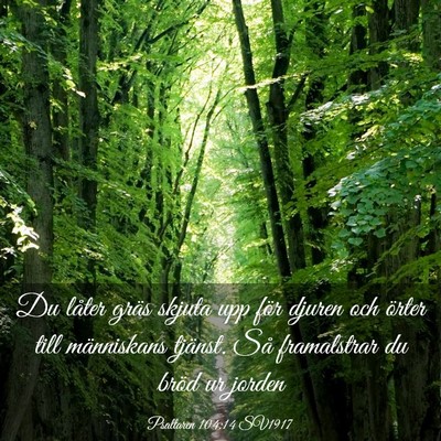 Picture 03 - Psaltaren 104:14 SV1917 - Du låter gräs skjuta upp för djuren och örter - Bible Verse Picture