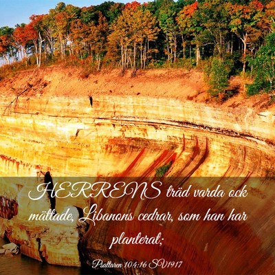 Picture 03 - Psaltaren 104:16 SV1917 - HERRENS träd varda ock mättade, Libanons - Bible Verse Picture
