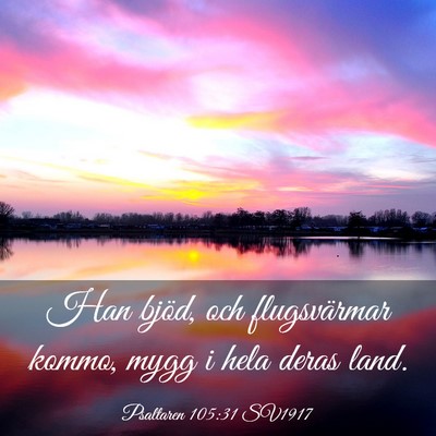 Picture 03 - Psaltaren 105:31 SV1917 - Han bjöd, och flugsvärmar kommo, mygg i hela - Bible Verse Picture