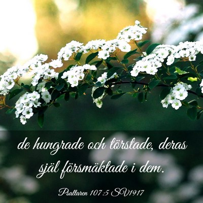 Picture 03 - Psaltaren 107:5 SV1917 - de hungrade och törstade, deras själ - Bible Verse Picture