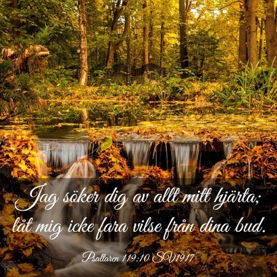 Picture 03 - Psaltaren 119:10 SV1917 - Jag söker dig av allt mitt hjärta; låt mig - Bible Verse Picture