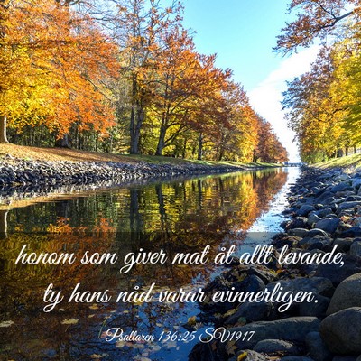 Picture 03 - Psaltaren 136:25 SV1917 - honom som giver mat åt allt levande, ty hans - Bible Verse Picture