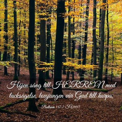 Picture 03 - Psaltaren 147:7 SV1917 - Höjen sång till HERREN med tacksägelse, - Bible Verse Picture