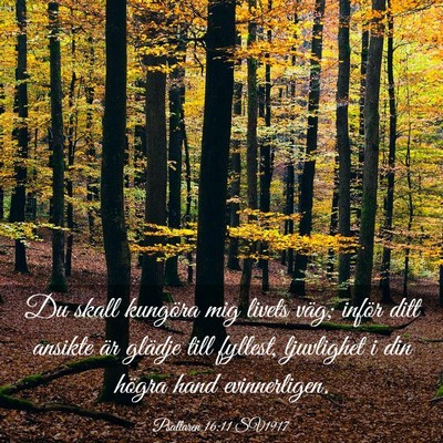 Picture 03 - Psaltaren 16:11 SV1917 - Du skall kungöra mig livets väg; inför ditt - Bible Verse Picture