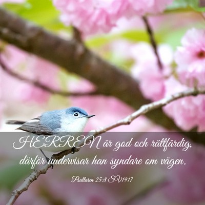 Picture 03 - Psaltaren 25:8 SV1917 - HERREN är god och rättfärdig, därför - Bible Verse Picture