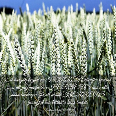 Picture 03 - Psaltaren 27:4 SV1917 - Ett har jag begärt av HERREN, därefter traktar - Bible Verse Picture
