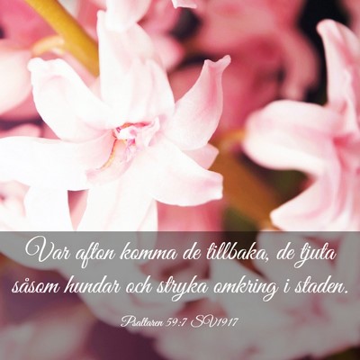 Picture 03 - Psaltaren 59:7 SV1917 - Var afton komma de tillbaka, de tjuta såsom - Bible Verse Picture