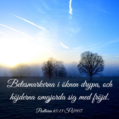 Picture 03 - Psaltaren 65:13 SV1917 - Betesmarkerna i öknen drypa, och höjderna - Bible Verse Picture