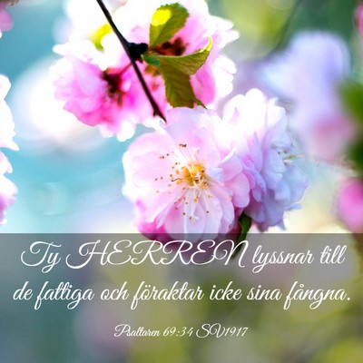 Picture 03 - Psaltaren 69:34 SV1917 - Ty HERREN lyssnar till de fattiga och föraktar - Bible Verse Picture