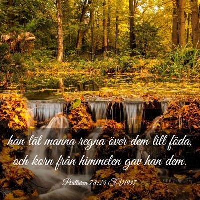 Picture 03 - Psaltaren 78:24 SV1917 - han lät manna regna över dem till föda, och - Bible Verse Picture