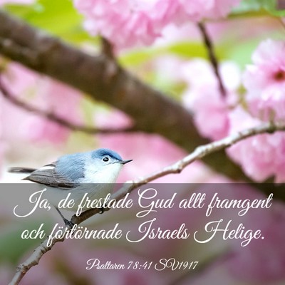 Picture 03 - Psaltaren 78:41 SV1917 - Ja, de frestade Gud allt framgent och - Bible Verse Picture