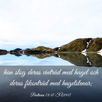 Picture 03 - Psaltaren 78:47 SV1917 - han slog deras vinträd med hagel och deras - Bible Verse Picture