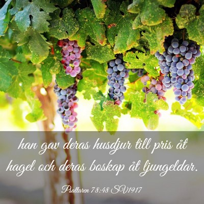 Picture 03 - Psaltaren 78:48 SV1917 - han gav deras husdjur till pris åt hagel och - Bible Verse Picture