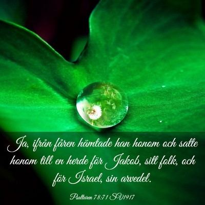 Picture 03 - Psaltaren 78:71 SV1917 - Ja, ifrån fåren hämtade han honom och satte - Bible Verse Picture
