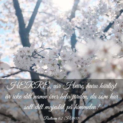 Picture 03 - Psaltaren 8:2 SV1917 - HERRE, vår Herre, huru härligt är icke ditt - Bible Verse Picture