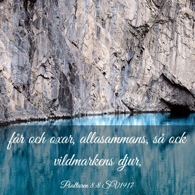Picture 03 - Psaltaren 8:8 SV1917 - får och oxar, allasammans, så ock vildmarkens - Bible Verse Picture