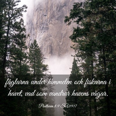 Picture 03 - Psaltaren 8:9 SV1917 - fåglarna under himmelen och fiskarna i havet, - Bible Verse Picture