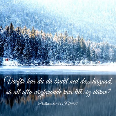 Picture 03 - Psaltaren 80:13 SV1917 - Varför har du då brutit ned dess hägnad, så - Bible Verse Picture