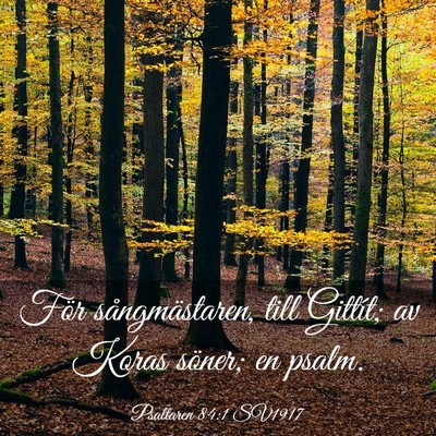 Picture 03 - Psaltaren 84:1 SV1917 - För sångmästaren, till Gittít; av Koras - Bible Verse Picture