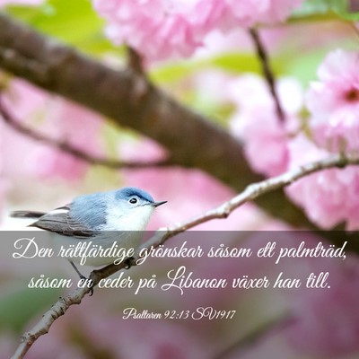 Picture 03 - Psaltaren 92:13 SV1917 - Den rättfärdige grönskar såsom ett palmträd, - Bible Verse Picture