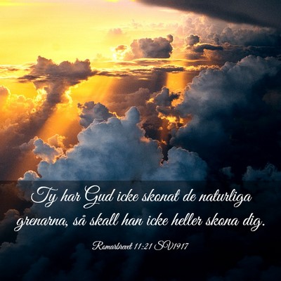 Picture 03 - Romarbrevet 11:21 SV1917 - Ty har Gud icke skonat de naturliga grenarna, så - Bible Verse Picture