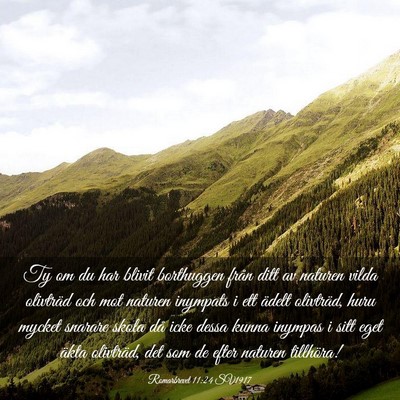 Picture 03 - Romarbrevet 11:24 SV1917 - Ty om du har blivit borthuggen från ditt av - Bible Verse Picture