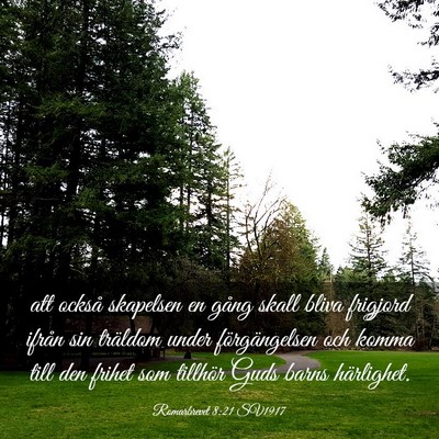 Picture 03 - Romarbrevet 8:21 SV1917 - att också skapelsen en gång skall bliva - Bible Verse Picture