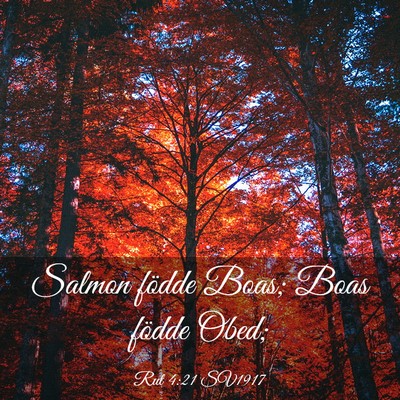 Picture 03 - Rut 4:21 SV1917 - Salmon födde Boas; Boas födde - Bible Verse Picture
