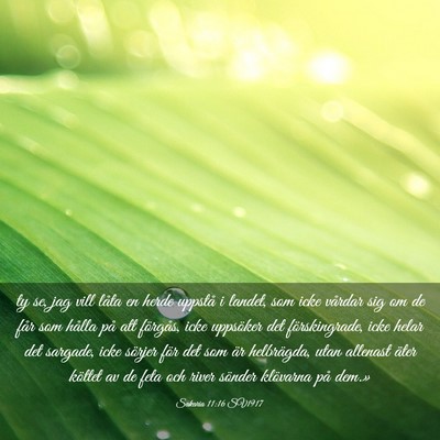 Picture 03 - Sakaria 11:16 SV1917 - ty se, jag vill låta en herde uppstå i landet, - Bible Verse Picture