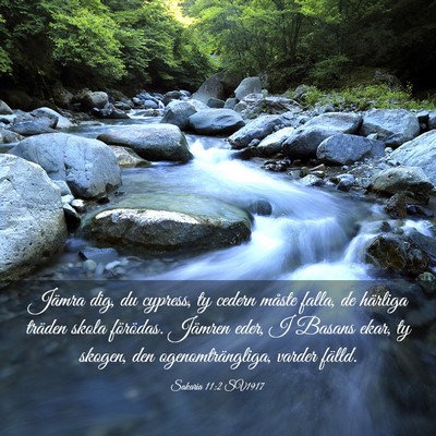 Picture 03 - Sakaria 11:2 SV1917 - Jämra dig, du cypress, ty cedern måste falla, - Bible Verse Picture