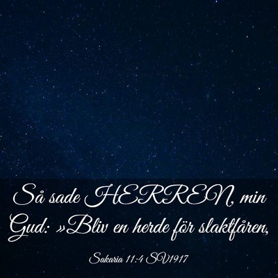 Picture 03 - Sakaria 11:4 SV1917 - Så sade HERREN, min Gud: »Bliv en herde för - Bible Verse Picture