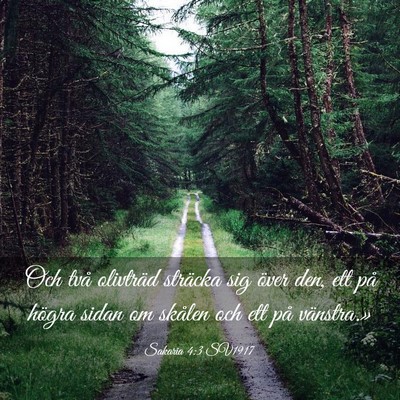 Picture 03 - Sakaria 4:3 SV1917 - Och två olivträd sträcka sig över den, ett - Bible Verse Picture