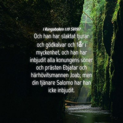 Picture 04 - 1 Kungaboken 1:19 SV1917 - Och han har slaktat tjurar och gödkalvar och - Bible Verse Picture