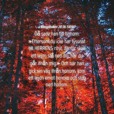 Picture 04 - 1 Kungaboken 20:36 SV1917 - Då sade han till honom: »Eftersom du icke har - Bible Verse Picture