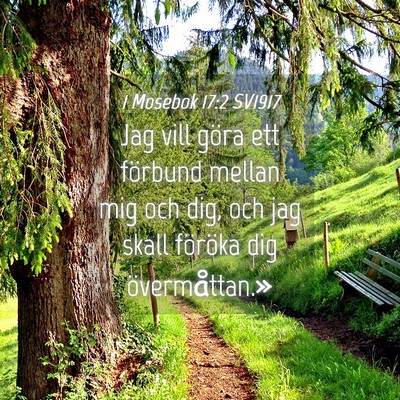 Picture 04 - 1 Mosebok 17:2 SV1917 - Jag vill göra ett förbund mellan mig och dig, - Bible Verse Picture
