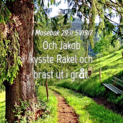 Picture 04 - 1 Mosebok 29:11 SV1917 - Och Jakob kysste Rakel och brast ut i - Bible Verse Picture