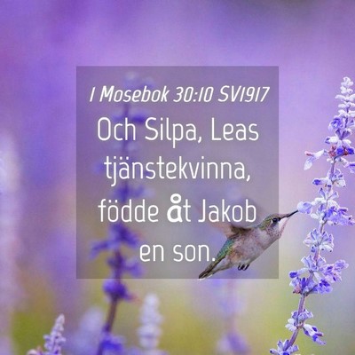 Picture 04 - 1 Mosebok 30:10 SV1917 - Och Silpa, Leas tjänstekvinna, födde åt Jakob - Bible Verse Picture