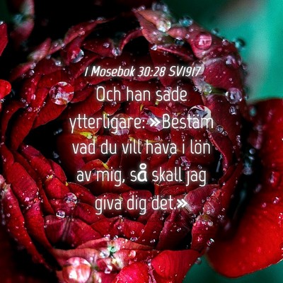 Picture 04 - 1 Mosebok 30:28 SV1917 - Och han sade ytterligare: »Bestäm vad du vill - Bible Verse Picture