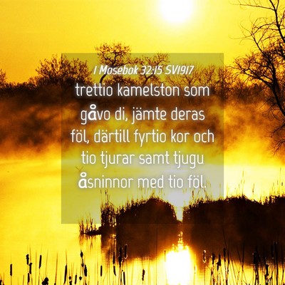 Picture 04 - 1 Mosebok 32:15 SV1917 - trettio kamelston som gåvo di, jämte deras - Bible Verse Picture