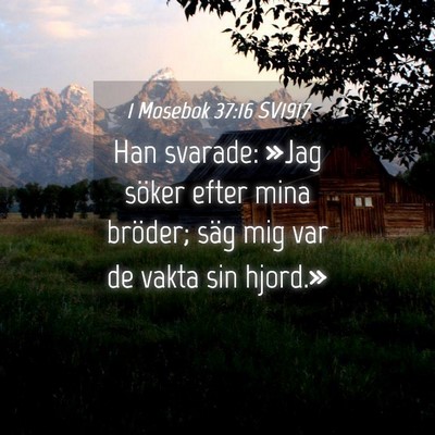 Picture 04 - 1 Mosebok 37:16 SV1917 - Han svarade: »Jag söker efter mina bröder; - Bible Verse Picture
