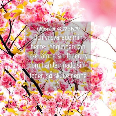 Picture 04 - 1 Mosebok 44:22 SV1917 - Och vi svarade min herre: 'Ynglingen kan icke - Bible Verse Picture