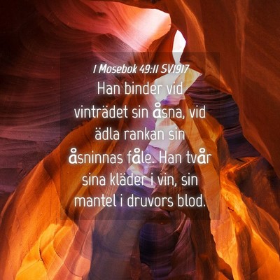 Picture 04 - 1 Mosebok 49:11 SV1917 - Han binder vid vinträdet sin åsna, vid ädla - Bible Verse Picture